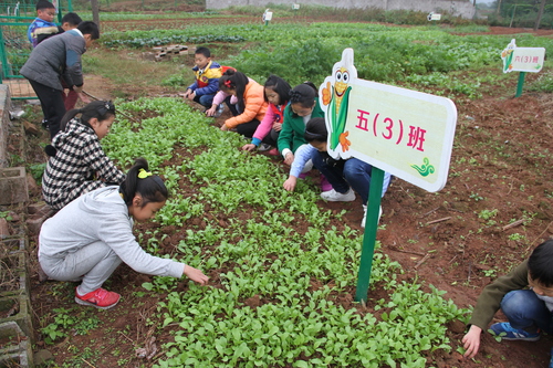 假期、劳动课上同学们在农艺园劳作，看着自己播种的小苗茁壮成长，心里多高兴，吃着自己种出来的食物，特别甜.jpg